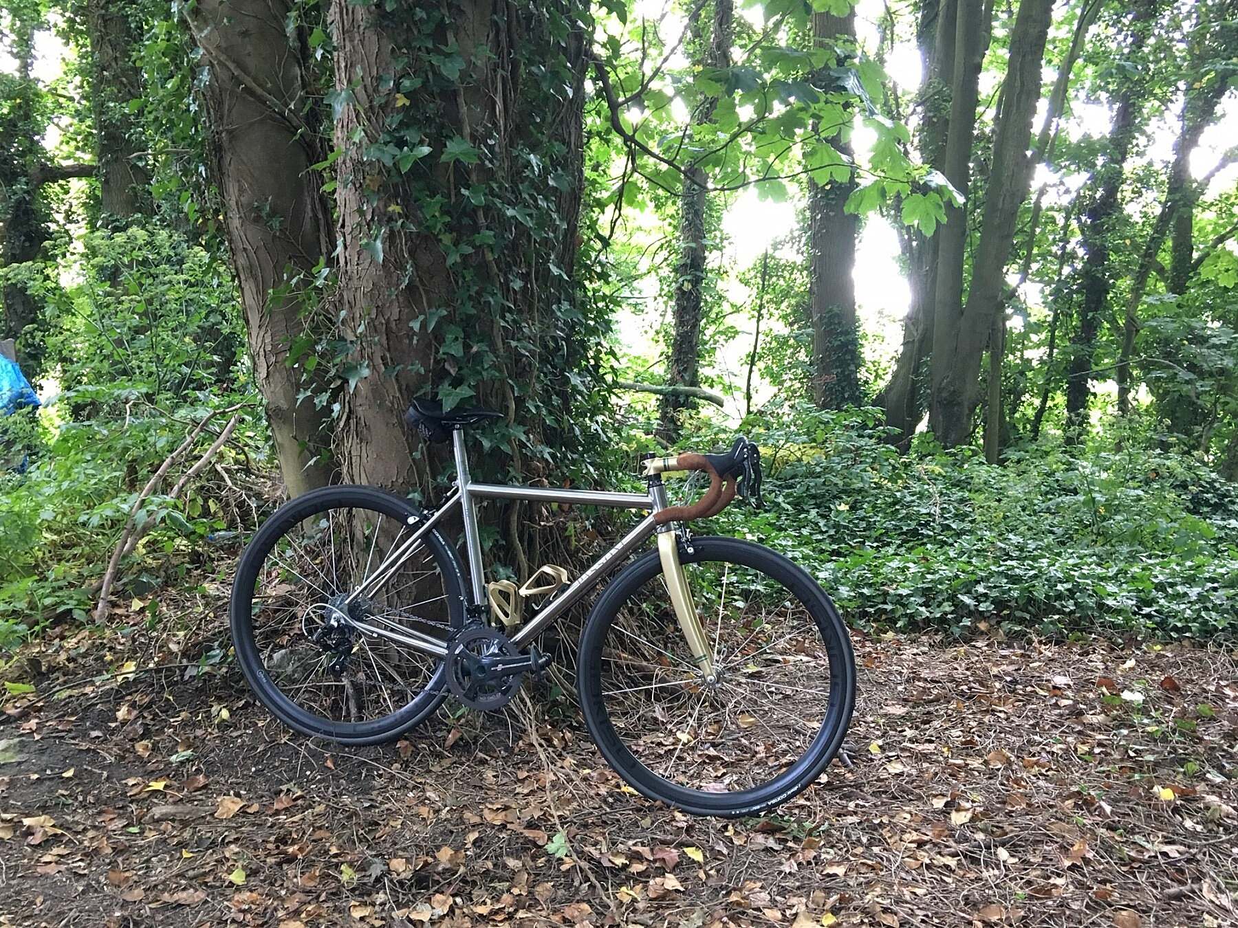 Evolution-in-the-woods