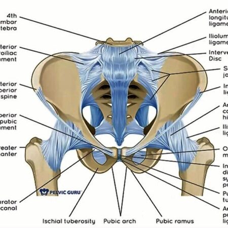 Pelvis1