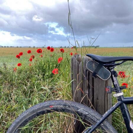 Poppies