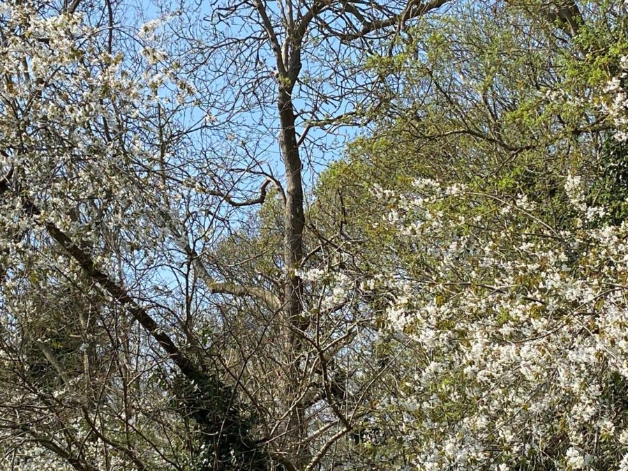 Woodpecker