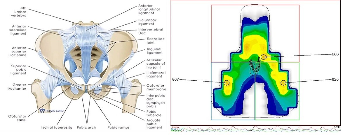 Pelvis2