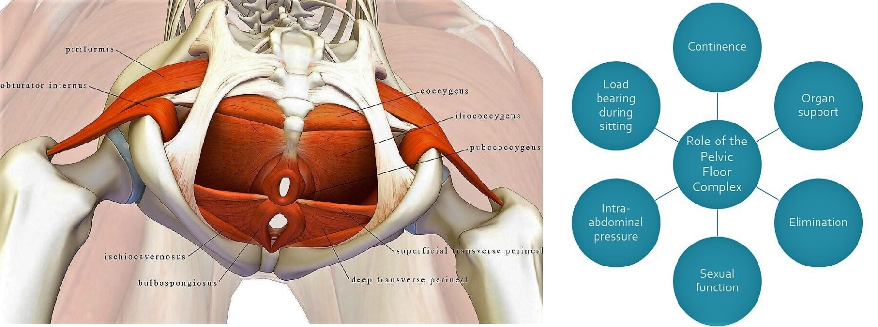 Pelvis4