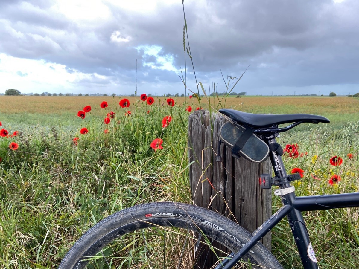 Poppies